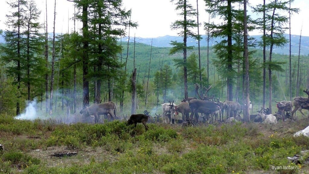 Только так можно спасти оленей от гнуса в тайге. Именно дымокур используют пастухи для защиты своего стада и себя. "Если бы человек не спасал оленя дымокурами от гнуса, ему было бы очень трудно сделать его домашним." Г.Федосеев "Тропою испытаний"